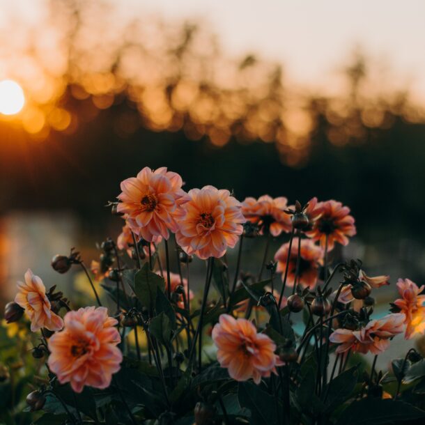 flowers & sunset