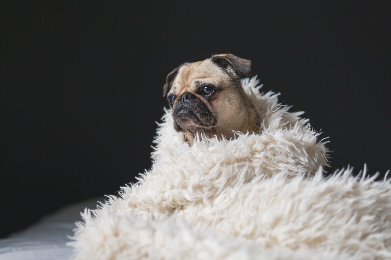 A pug dog wrapped in a blanket on a bed.